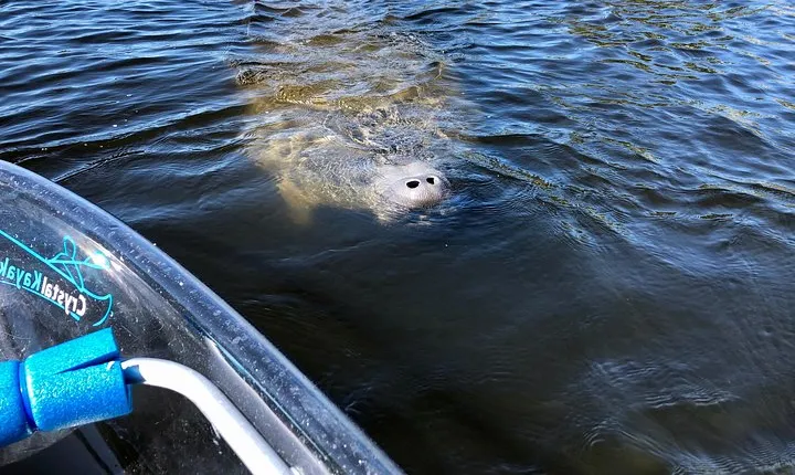 Manatee Season Clear Kayak Tour of Tarpon Springs