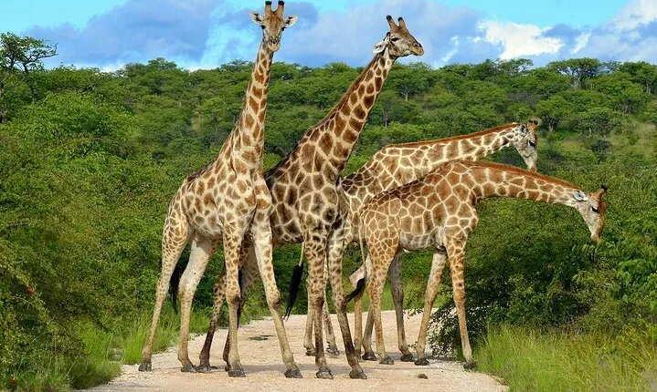 Day trip Tarangire National park