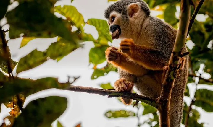4-Day Cuyabeno Wildlife Reserve Adventure