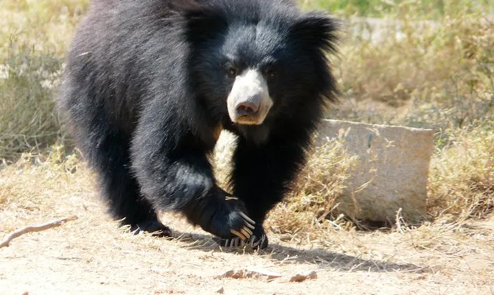 Bear Rescue Center and Wonderful Taj Mahal
