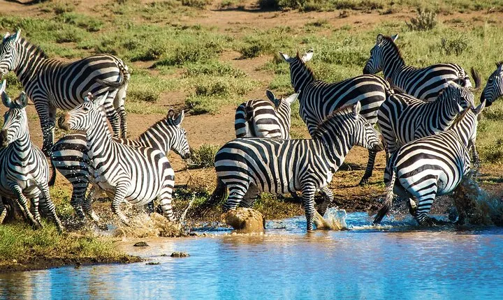 6 Day Safari to Amboseli National Park Lake Nakuru and Masai Mara
