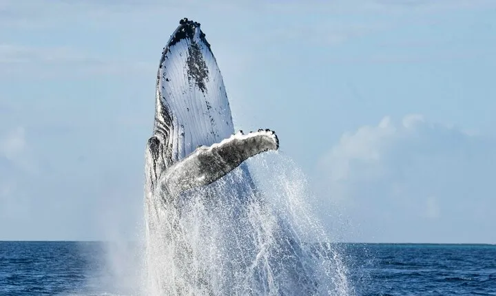 Humpback Whale Watching Private Tour Lead by Marine Biologist
