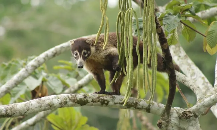 Safari Tour along the Peñas Blancas River