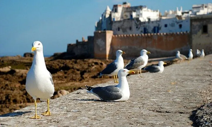 Essaouira Day Trip from Marrakech