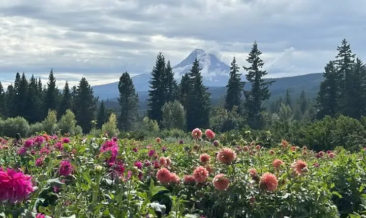 Mt Hood Day Trip from Portland to Multnomah Falls and Hood River