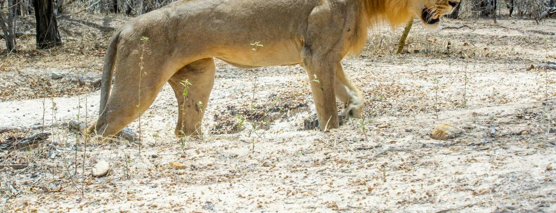 Nyerere National Park two-day safari with bush walk and boat cruise