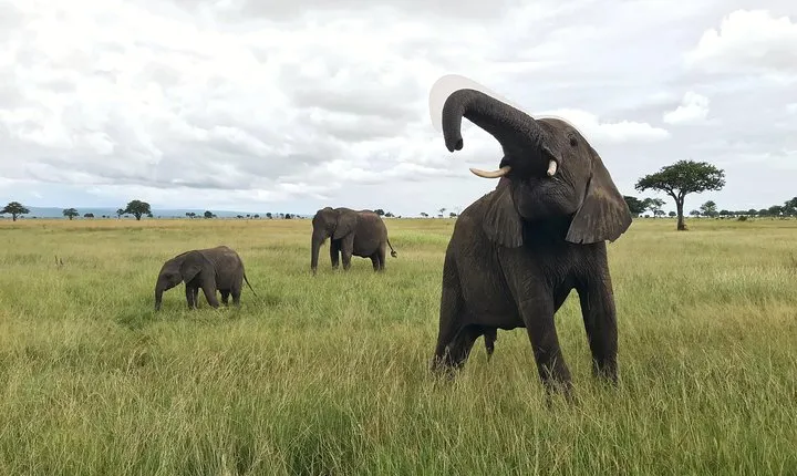 2 nights 3 days safari to mikumi national park