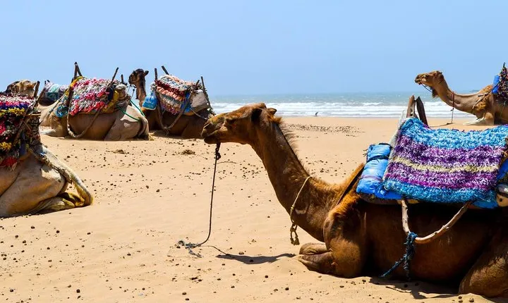 Camel Ride on the Beach of Essaouira