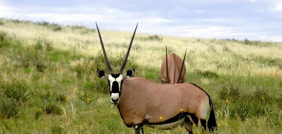 Ruaha National Park 3-day safari