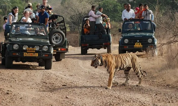 8 Days Private Golden Triangle Tour with Ranthambore Tiger Safari