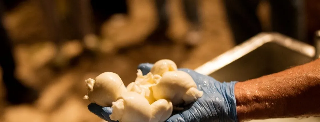 Guided mozzarella production experience with tasting in Atena Lucana