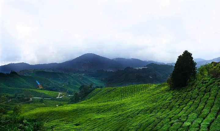 Cameron Highland Day-Trip from Kuala Lumpur