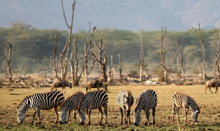 6 Day: Epic Northern Safari