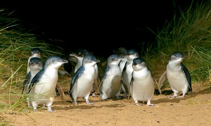 Full-Day Phillip Island Tour with Kangaroo, Koala and Penguin Parade