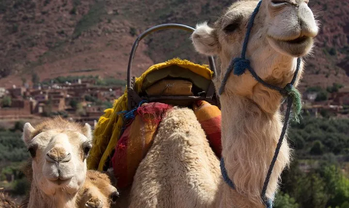 Private Camel Ride in High Atlas Mountains from Marrakech