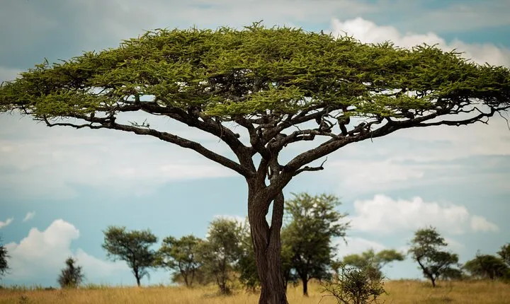 Wild Tanzania Safari: Arusha, Tarangire, Ngorongoro, Serengeti