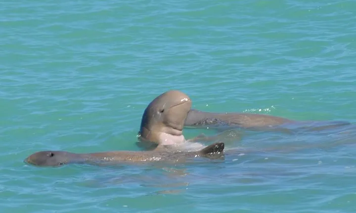Snubfin Dolphin Eco Cruise from Broome
