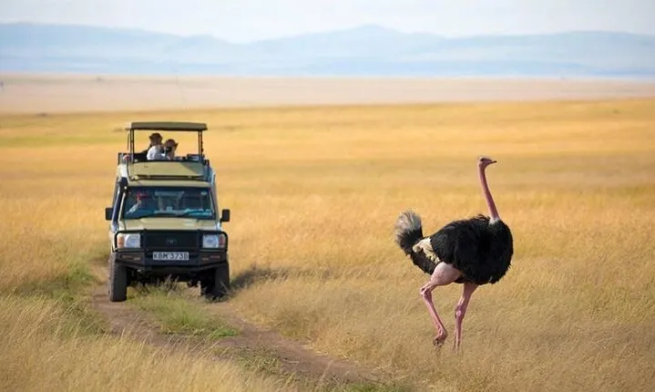 3 days 2 nights Masai Mara Budget safari from Nairobi