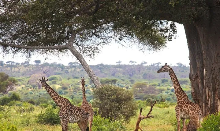 3 Day Safari Tarangire Lake Manyara and Ngorongoro Crater Tour