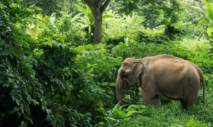 Khaolak Elephant Sanctuary, Cooking Class and Waterfall Tour