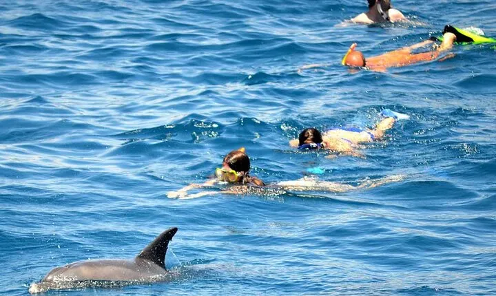 Dolphin House Snorkeling Excursion in Hurghada