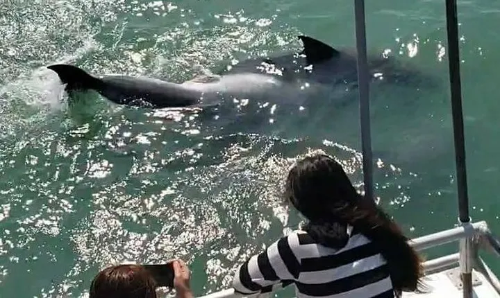 Eco and Dolphin Watch Tour of South Padre Island