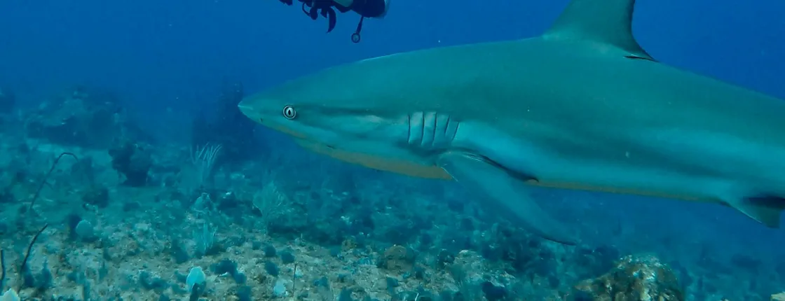 Punta Cana shark diving adventure