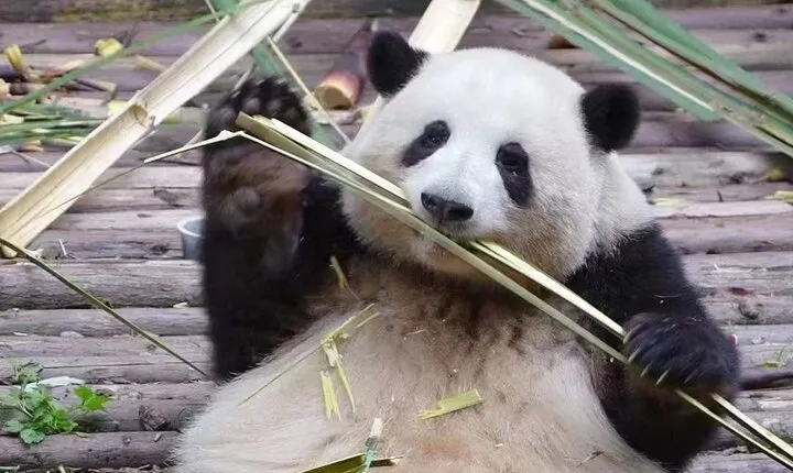 Chengdu Panda Base visit Sichuan cuisine learning experience