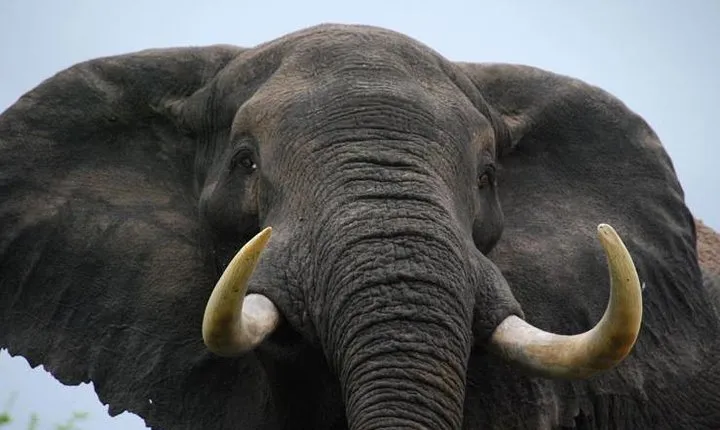 Elephant Sanctuary Tour from Johannesburg