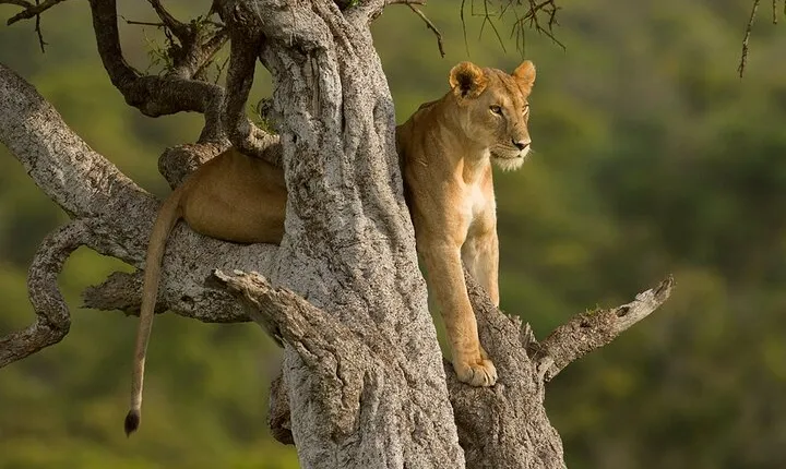 5 Days Magical Kenya Safari Private Tour