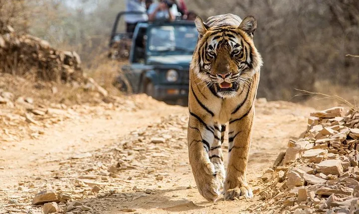 From Jaipur: Ranthambore Tiger Safari Private Day Tour