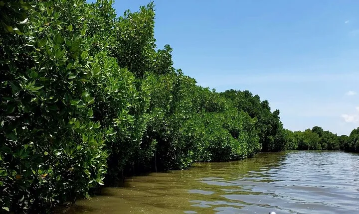 Pichavaram Mangrove & Nataraja Temple from Pondicherry With Lunch