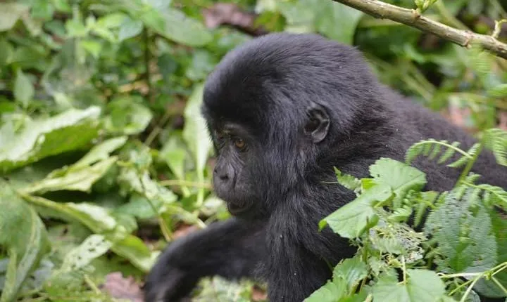 6 day Primates tracking & Wildlife Game Viewing
