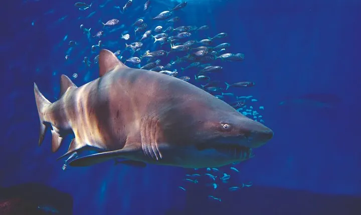 Seville Aquarium Admission Ticket