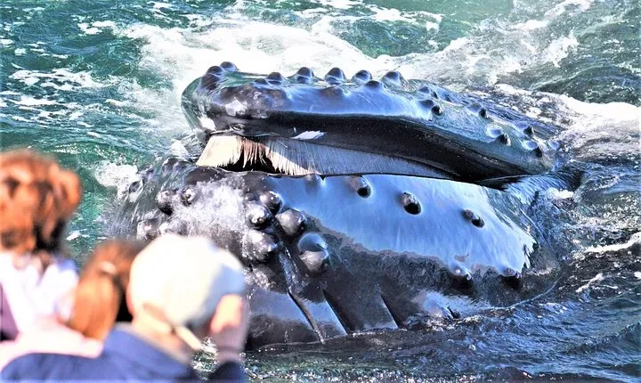 City Cruises Boston Whale Watching Cruise by High-Speed Boat