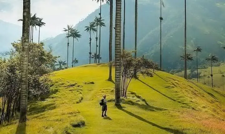 Salento, Cocora and Filandia Private Tour from Pereira or Armenia