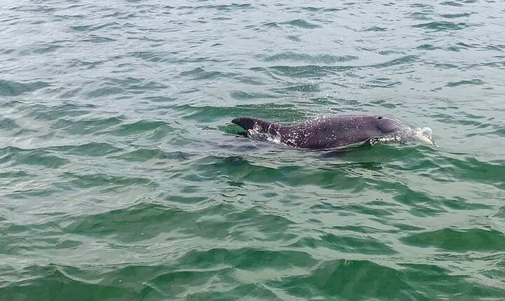 Private 2-Hour Dolphin Watching Cruise in St. Petersburg, FL