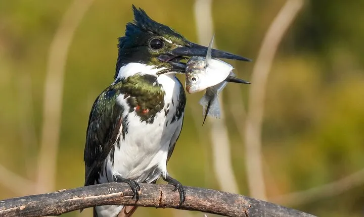 Full day Paraguay River Nature and Wildlife Boat Tour