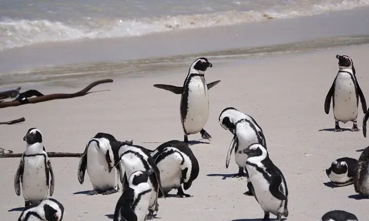 5 Days Exploring Cape Town Private Tour