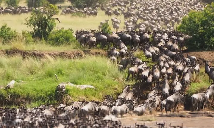 6 Days Migration Safari (Luxury Safari in Ngorongoro Crater, Ndutu, Serengeti