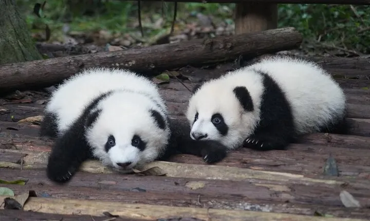 Private Tour of Shanghai Zoo and Cruise on Huangpu River with Dim sum Lunch