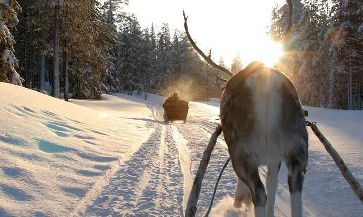Husky Ride, Reindeer Ride and Ice Fishing One Day Experience