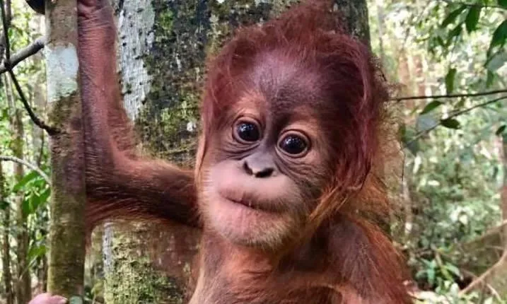 Full-Day Orangutans Adventure in Gunung Leuser