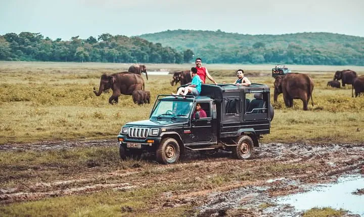 Private Dambulla & Kaudulla National Park Day Tour From Colombo