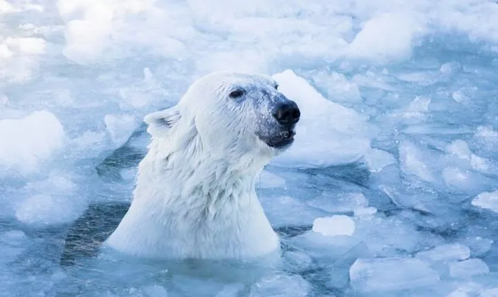 Arctic Polar Bear Adventure with Lunch in Rovaniemi!