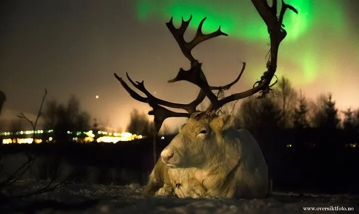 Reindeer feeding & Saami Culture with chance for Northern Lights