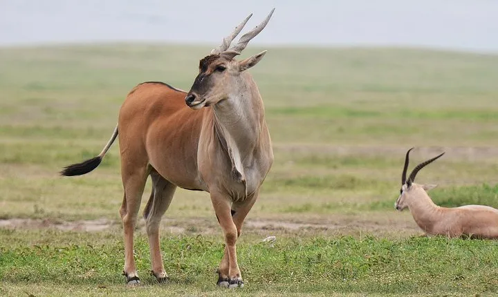 7 Days Tanzania Private Safari