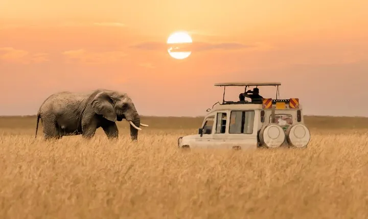 6 Days Private Tanzania Midrange Safari Adventure