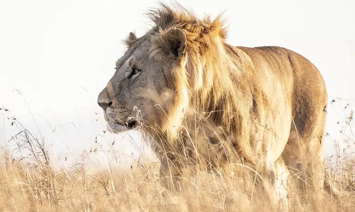 Private 5-Hour Lion Park Tour from Johannesburg or Pretoria
