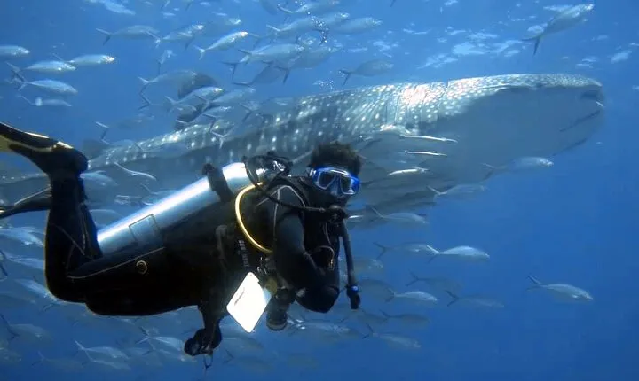 Scuba Diving Trips to Dimaniyat Islands
